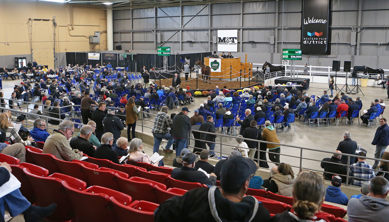 London Classic Yearling Sale primed for big numbers thanks to strong catalog of Ontario-sired horses