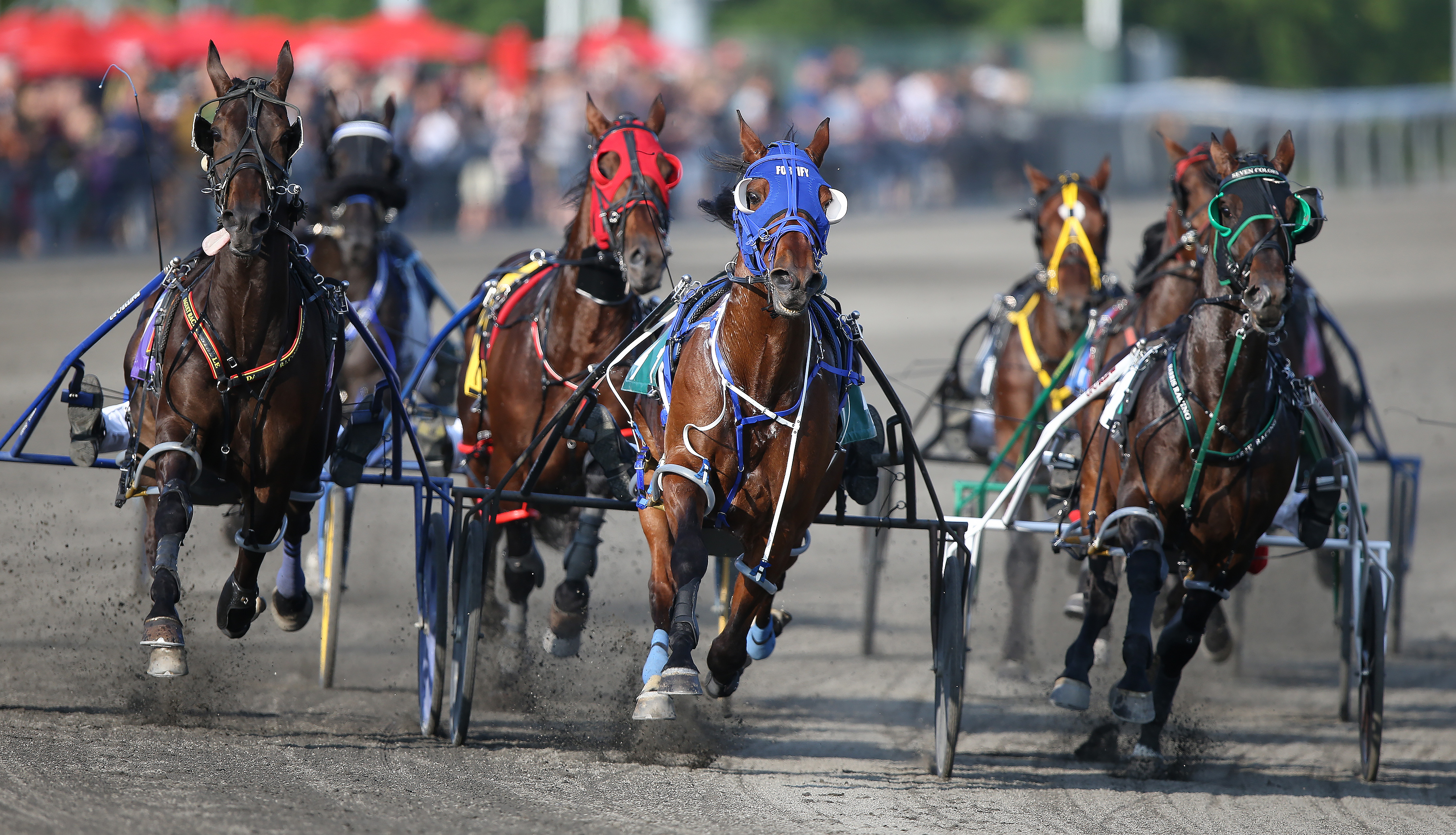 Return to racing plan for horses in Barn 1 at Dorchester Downs suspended