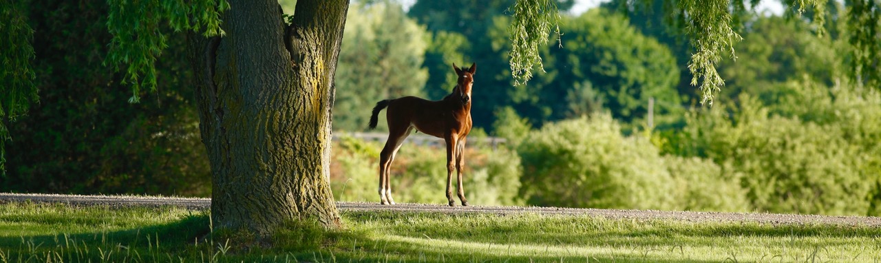 Horse racing industry tariffs impact information page