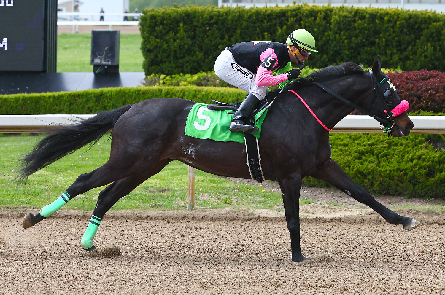 Summer Retreat Makes History as first Thoroughbred to win at Ajax Downs