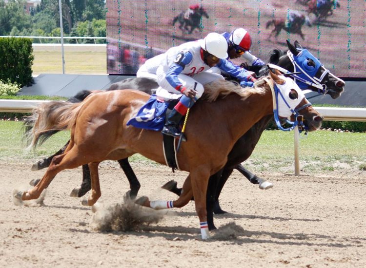 Ontario-bred 'Cash' among AQHA Superior Racehorses Awards Winners