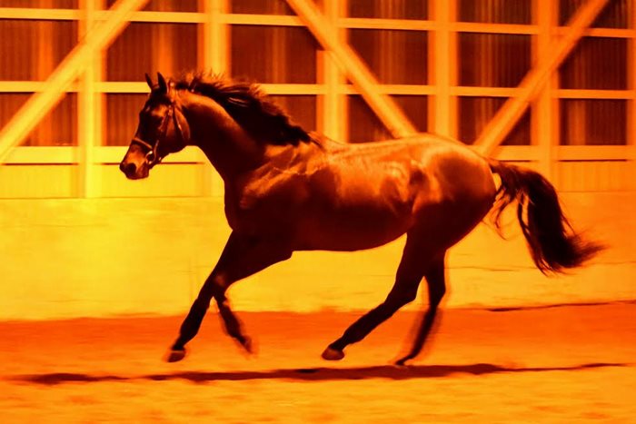 The Horse Racing Photos 12 Days of Christmas: The 6th Day