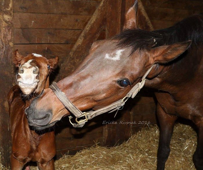 2017 Mare Purchase Program (MPP) 