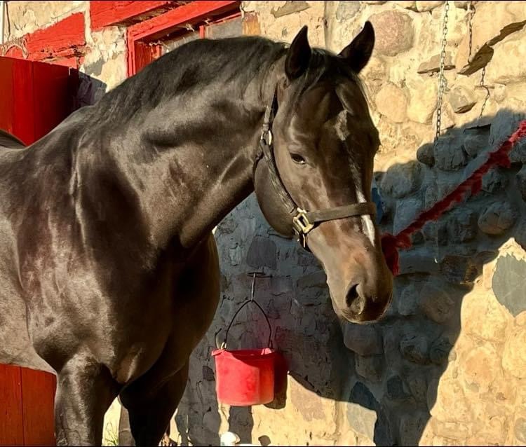 Why Peighnt Your Fate is an Accredited Ontario Sire to watch for