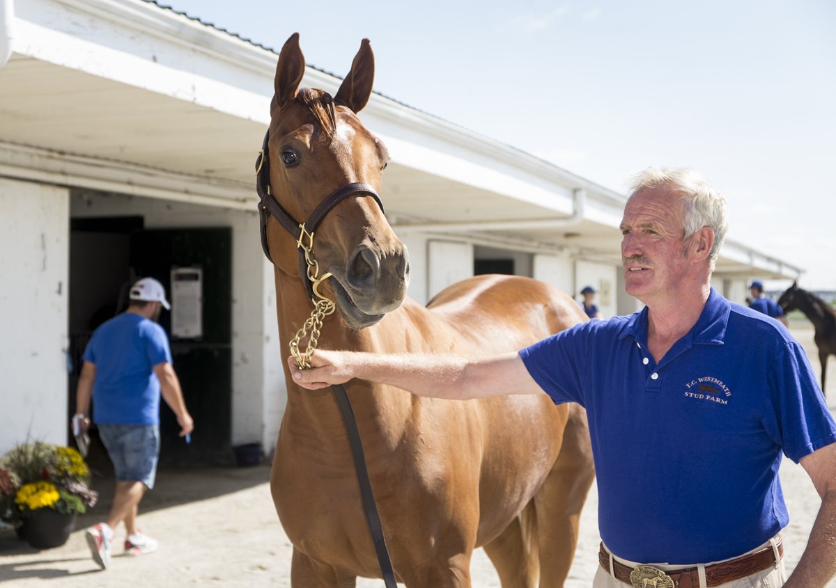 John Carey excited his two new stallions are 'bringing new blood to Ontario'