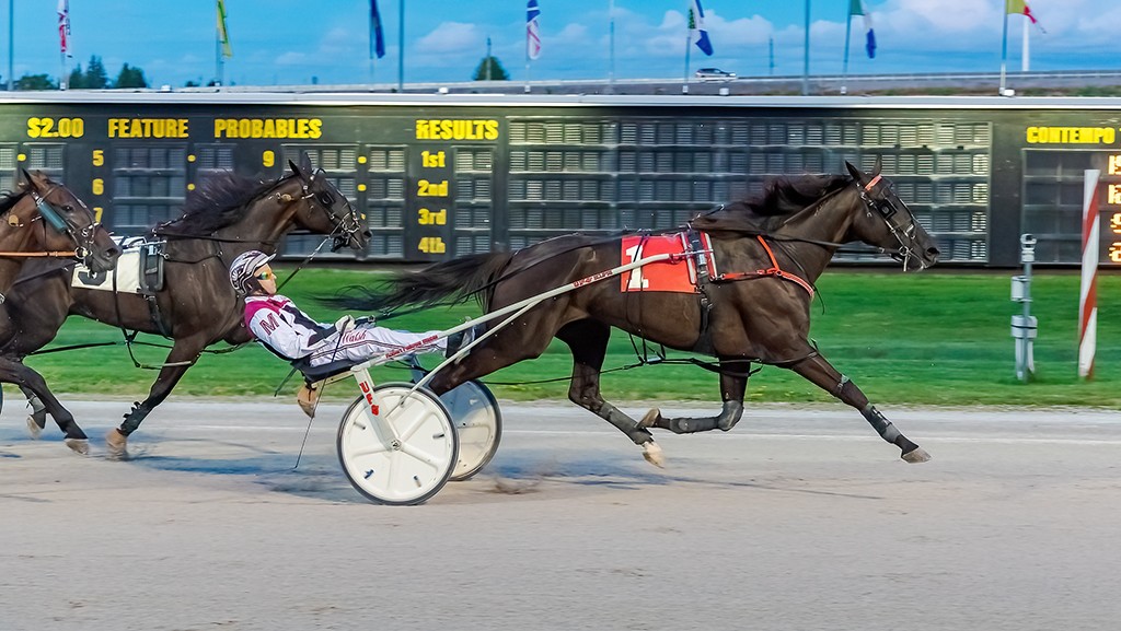 Logan Park winning the 2024 Earl Rowe Memorial Trot at Georgian Downs on Aug. 11, 2024 (Todd Gimblett/Racehorsephoto)